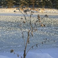 Лопушок и розочки на льду... :: Галина Ильясова