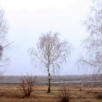 Туман, туман, седая пелена.... :: Восковых Анна Васильевна 