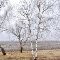 Берёзки в туманной дымке. :: Восковых Анна Васильевна 