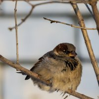 Замерз, бедолага. :: Андрей Андрианов