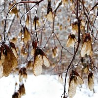 Кленовые вертолётики после ледяного дождя. :: Милешкин Владимир Алексеевич 