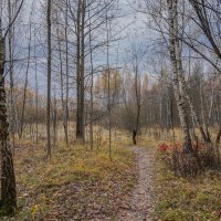 На опушке... :: Владимир Жданов