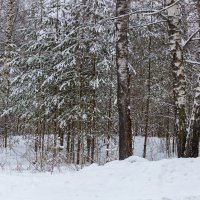 Заснеженные ветви :: Александр Синдерёв