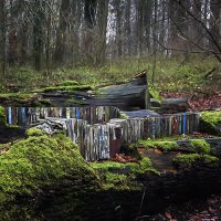 Лесная библиотека :: Андроник Александр 