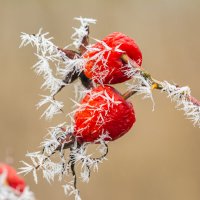 шиповник нарядился :: Виталий Емельянов