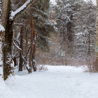 Деревья в снегу :: Александр Синдерёв