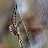 Паук.ARGIOPE TRIFASCIATA. :: Александр Григорьев