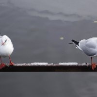 Чайки в городском парке :: Рита Симонова