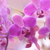 орхидея :: Anastasiya Romas