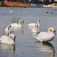 Лебеди в Севастополе ( Омега) :: Алексей Романенко