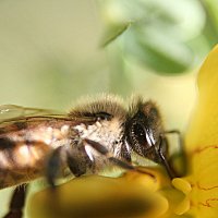 Пчелка :: Vitaliy К