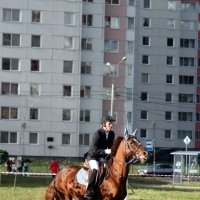 Молодой,покладистый конь :: Alesya Safe