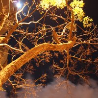 ночь, дерево, фонарь :: Vitaliy К