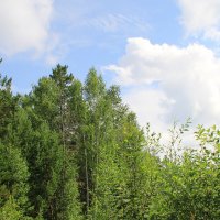 Зелень леса, да неба синь :: Максим Стрижаченко