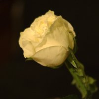 Роза :: Константин Селедков