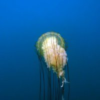 Компасная медуза :: Boris Khershberg