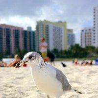 Miami bird :: Евгений Бубнов