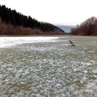 Тонким льдом сковала речку наступившая зима... :: Юрий Митенёв