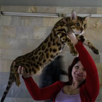 Леопардовый кот :: Богдан Петренко