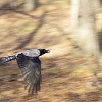 flying raven :: Olga Moskvitina