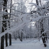 Зимний лес :: НАДЕЖДА КЛАДЧИХИНА