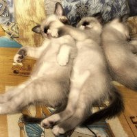 спят котята... :: равил митюков