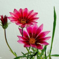 gazania :: Ирья Раски