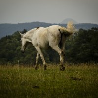 White horse :: Keti B