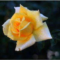 Желтая роза. :: Василий Григорьевич 