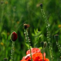 неповторимость диких цветов и трав-1 :: Богдан Вовк