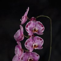 орхидея :: Irina Schumacher