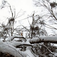 Переплелись... :: Сергей Мягченков