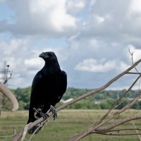 Black raven :: Станислав Князев