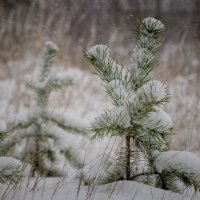 Снегопад :: Олег Субботин