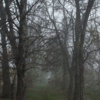 Тропа в туман :: Екатерина 