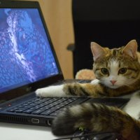 Кошка-хакер. :: татьяна 