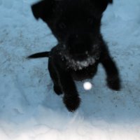 пес и снежинка :: Виктория Зомова