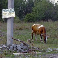 *** :: Евгений Барзенков