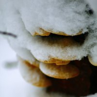 Первый снег :: Александра Козаева