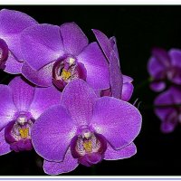 из семейства орхидей :: Рамиль 