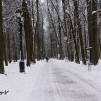 Декабрь в парке :: Владимир Белов