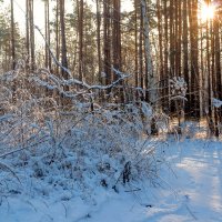 В зимнем лесу :: Юрий Стародубцев