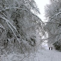 Зимы ждала, ждала природа.... :: Илья Строганов