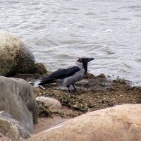 Морская ворона :: vadim 