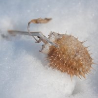 Колючка на снегу :: Олег Самотохин