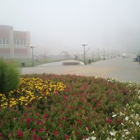 утренний туман :: Катя 