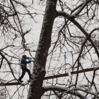 Жизнь на дереве :: Татьяна Ким