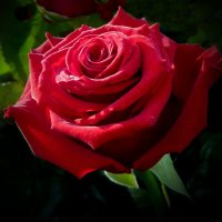 Любимая роза. :: Тамара Бучарская