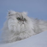 Снежный кот :: Олег Самотохин