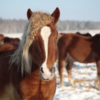 Новое слово в парикмахерском искустве для лошадей. :: Ирина Михалева
